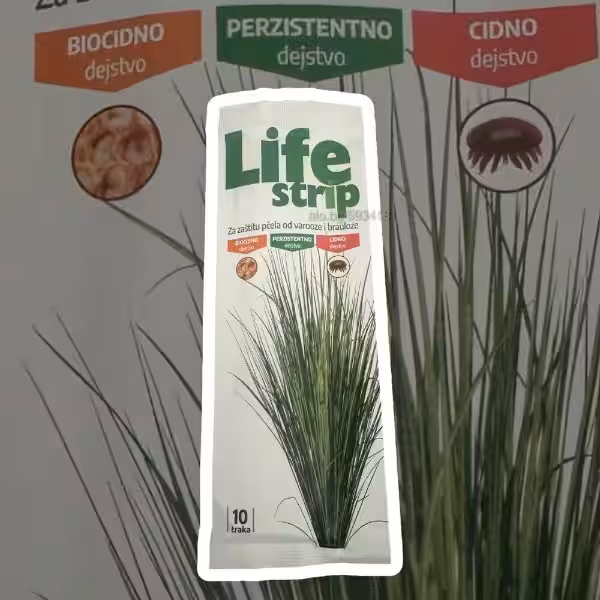 The Divine Blueprint: Understanding Your Life Strip Through a Religious Lens The Divine Blueprint: Understanding Your Life Strip Through a Religious Lens